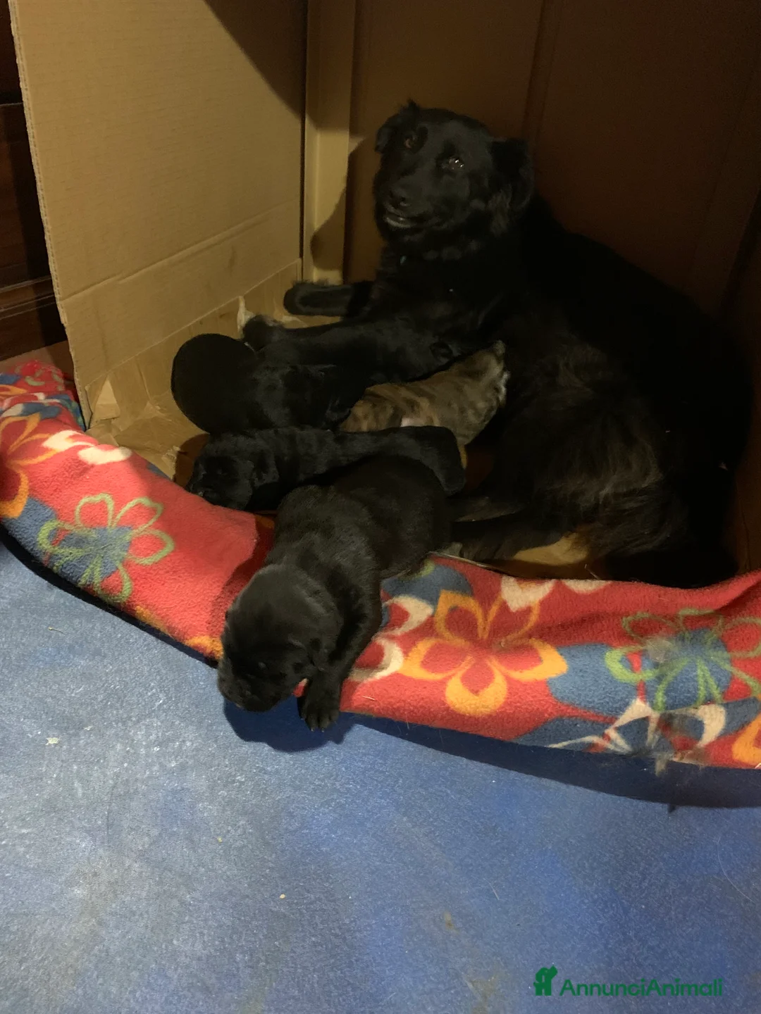 Meticcio cani in regalo: Cuccioli dolcissimi a Libero consorzio comunale di Enna - Annuncio 2