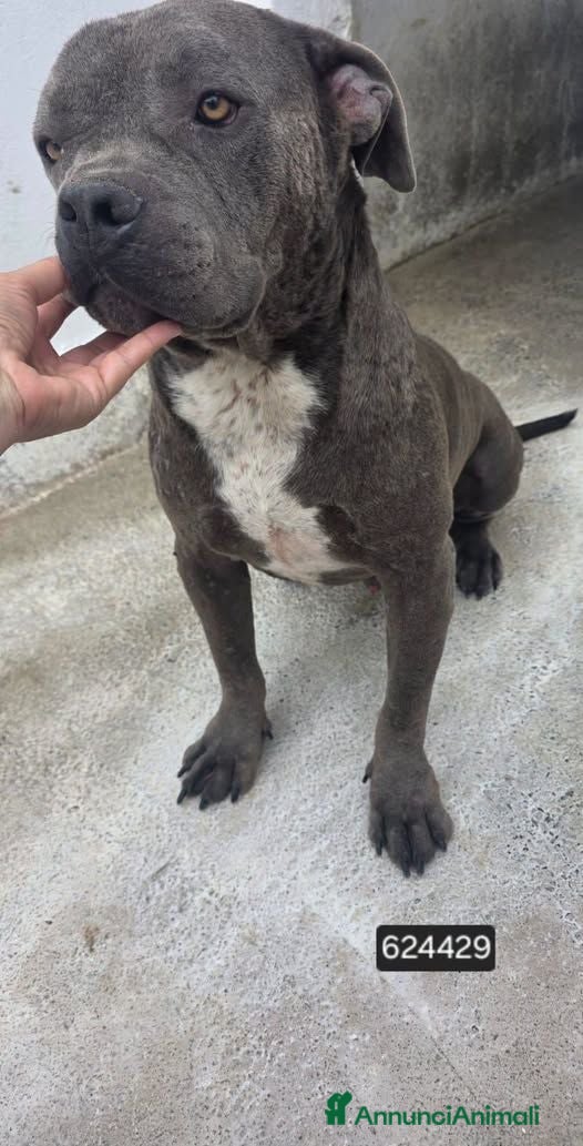 Cane Corso cani Pippo - Annuncio 2