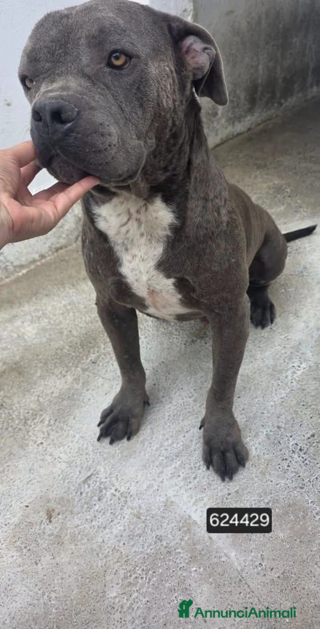 Cane Corso cani in regalo: Pippo - Annuncio 1