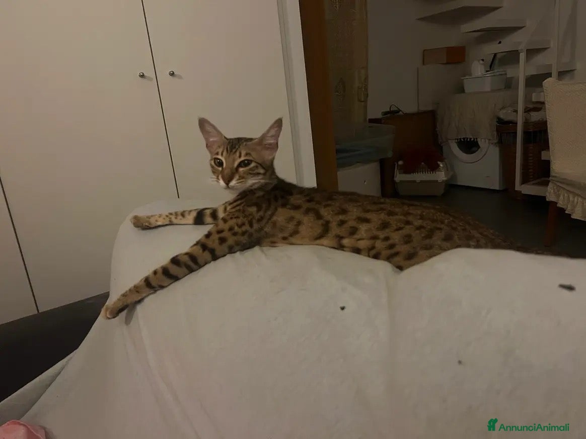 Savannah gatti Cucciola di Savannah F5 - Annuncio 2