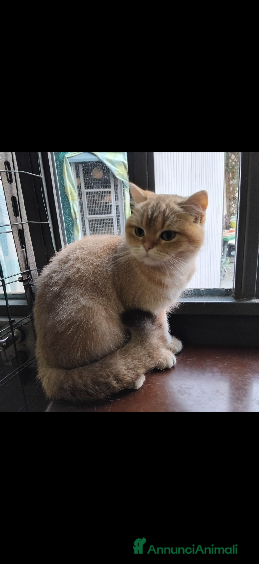 British gatti in vendita: British femmina Golden  - Annuncio 5