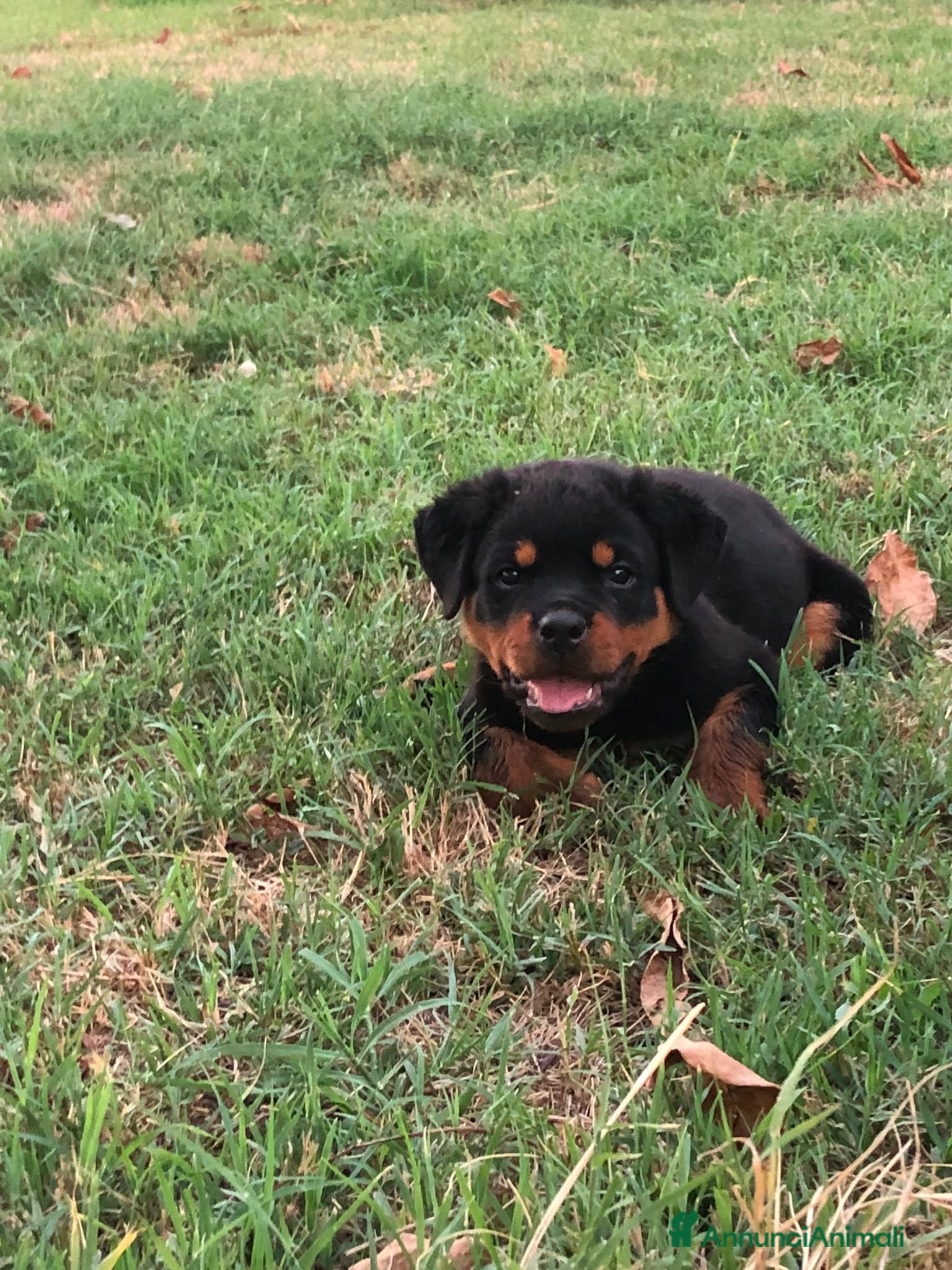 Rottweiler cani Cuccioli Rottweiler - Annuncio 7