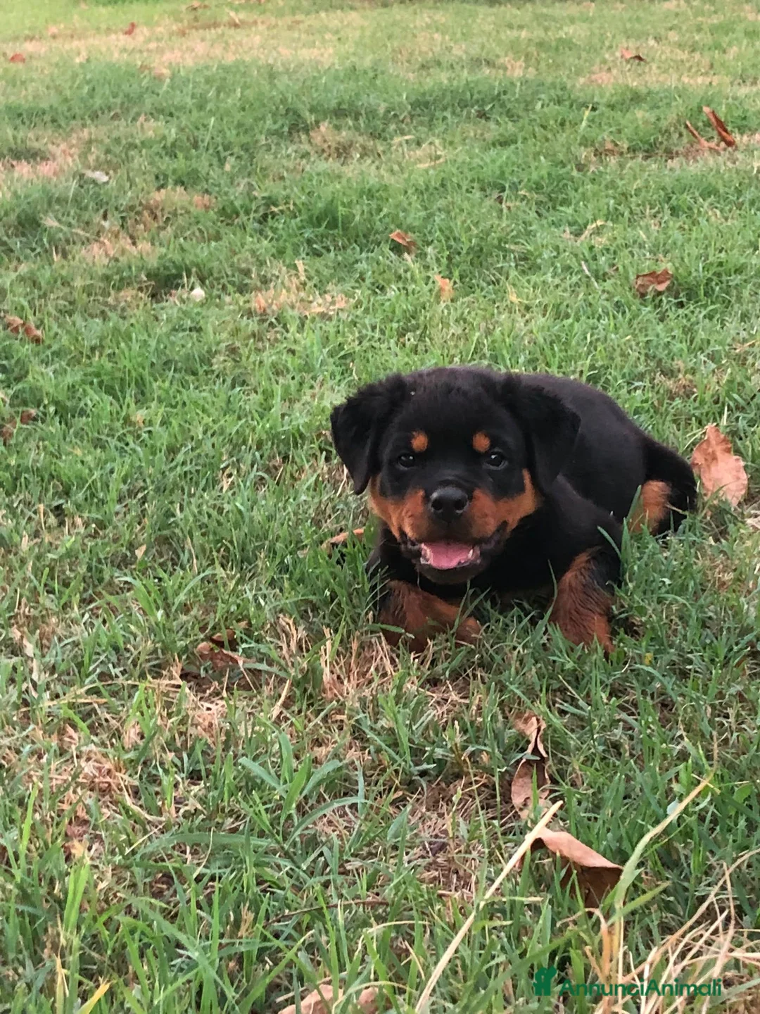 Rottweiler cani in vendita: Cuccioli Rottweiler - Annuncio 1