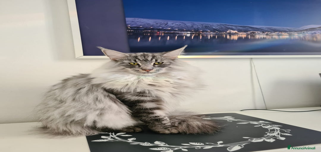 Immagine della galleria {{count}}