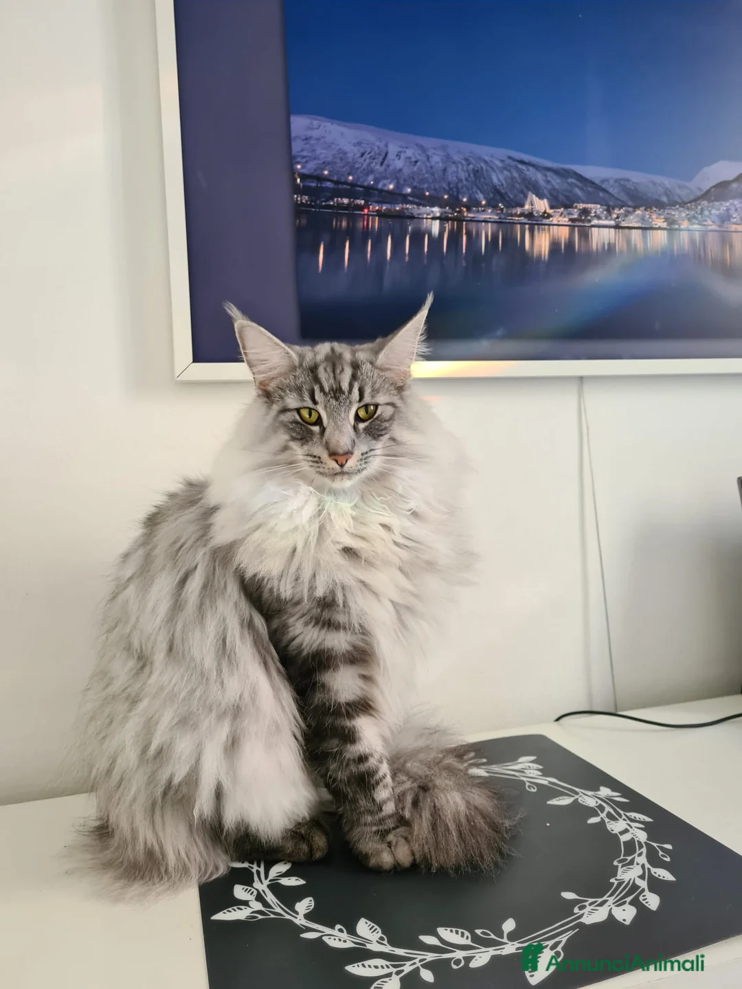 Immagine della galleria {{count}}