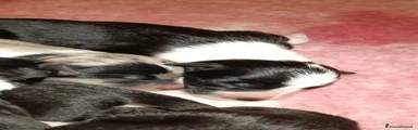 Border Collie 2