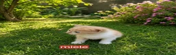 Meticcio gatti in regalo: Gattini - Annuncio 3