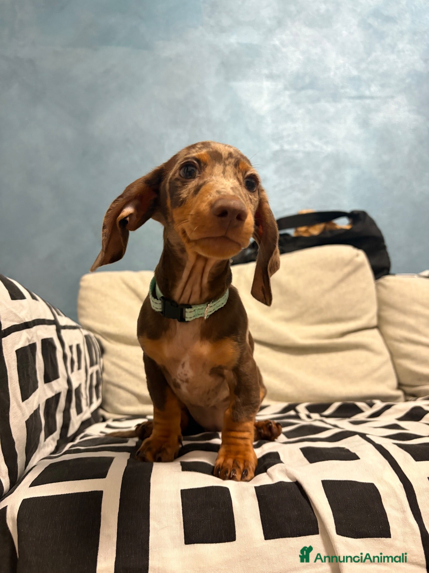Bassotto Nano cani Cucciola di Bassotto Arlecchino Cioccolato fem. - Annuncio 1