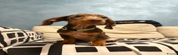 Bassotto Nano cani in vendita: Cucciola di Bassotto Arlecchino Cioccolato fem. - Annuncio 1