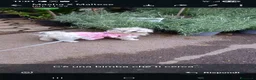 Maltese cani in vendita: Piccoli maltesi cercano la loro famiglia - Annuncio 4