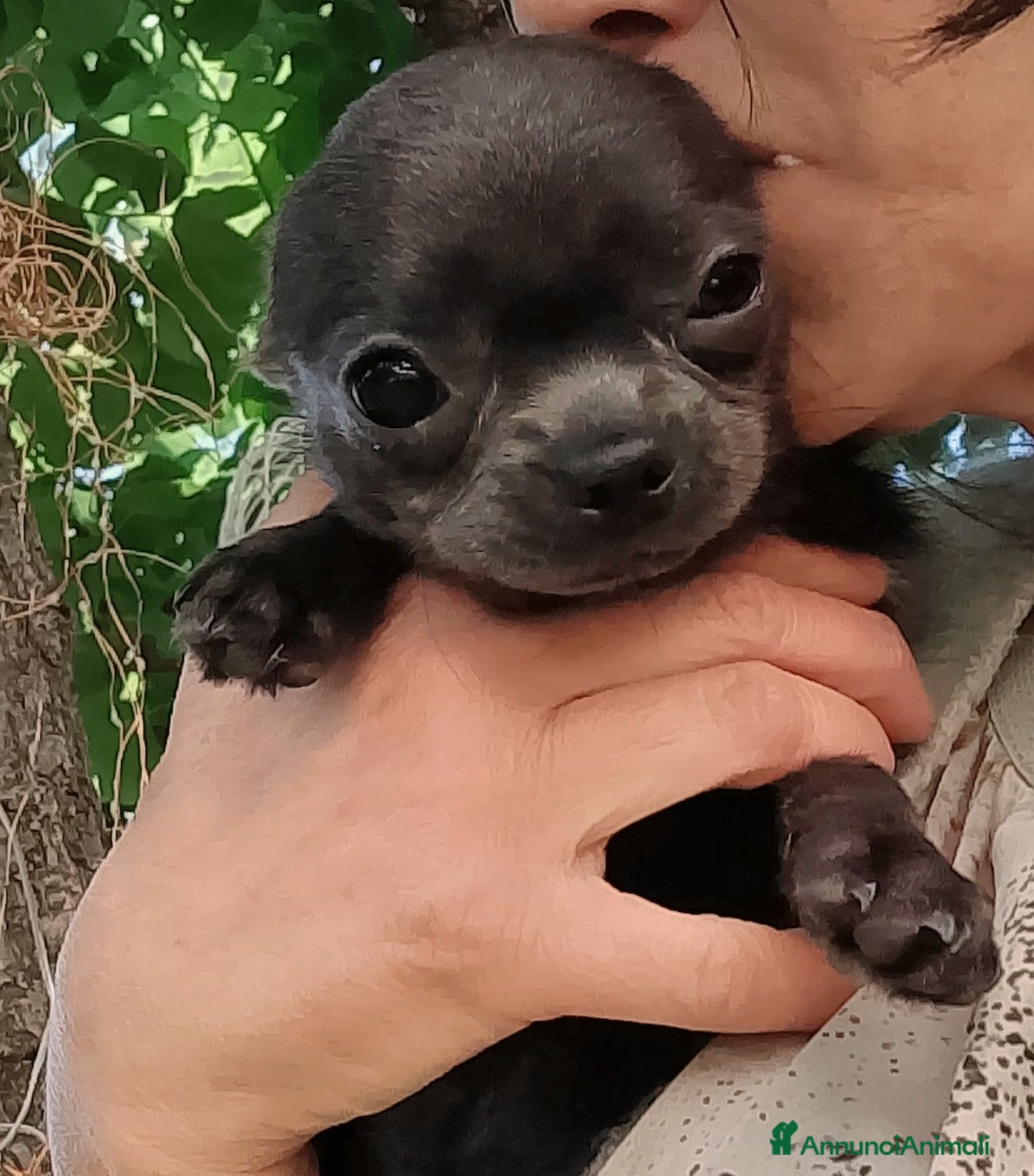 Chihuahua cani Chihuahua con pedigree ENCI  - Annuncio 1