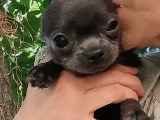 Chihuahua cani Chihuahua con pedigree ENCI - Annuncio 1