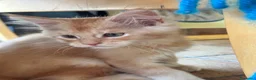 Maine Coon gatti in vendita: MAINE COON RED-WHITE PEDIGREE RIPRODUZIONE 3 rate  - Annuncio 7