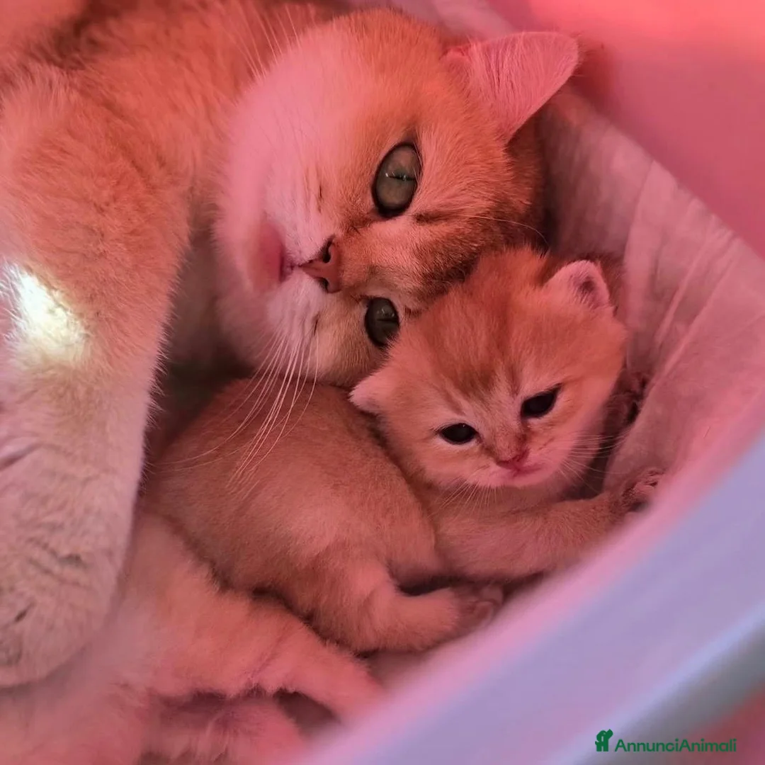 British gatti in vendita: Splendidi cuccioli di british shorthair golden  - Annuncio 9