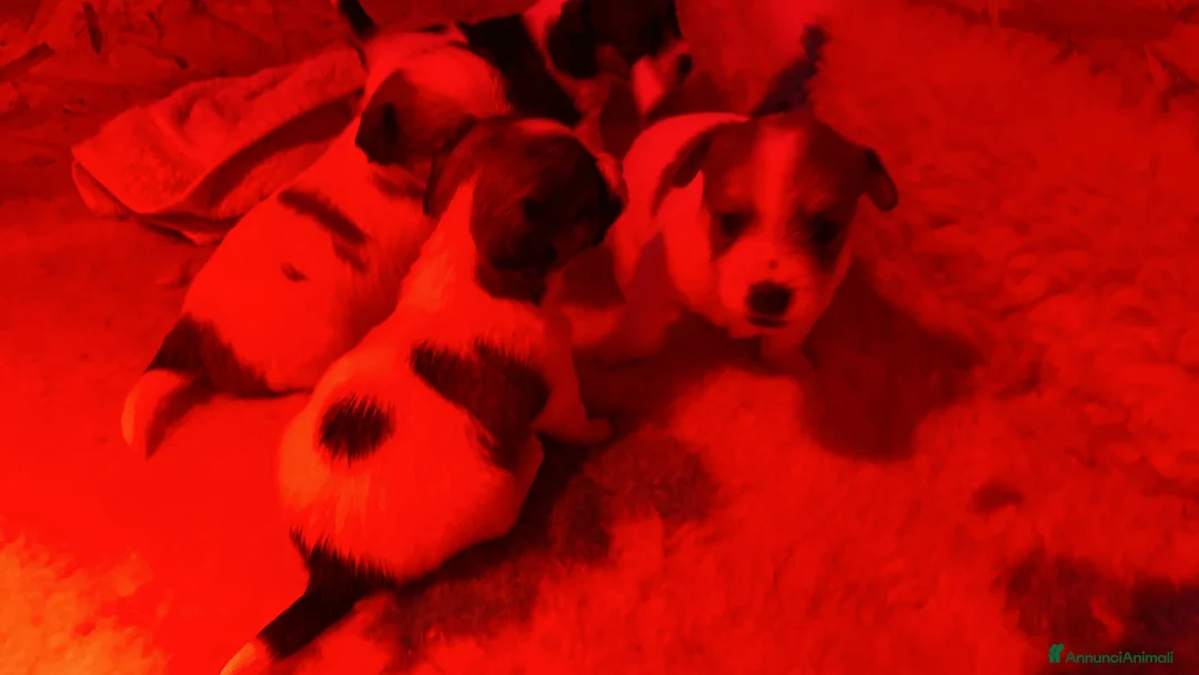 Jack Russell cani in vendita: JACK RUSSELL TERRIER PELO RUVIDO - Annuncio 8