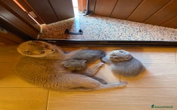 Scottish gatti in vendita: AMICI PELOSI SCOTTISH CERCANO CASA🩷🩷💙💙 a Provincia di Padova - Immagine 7