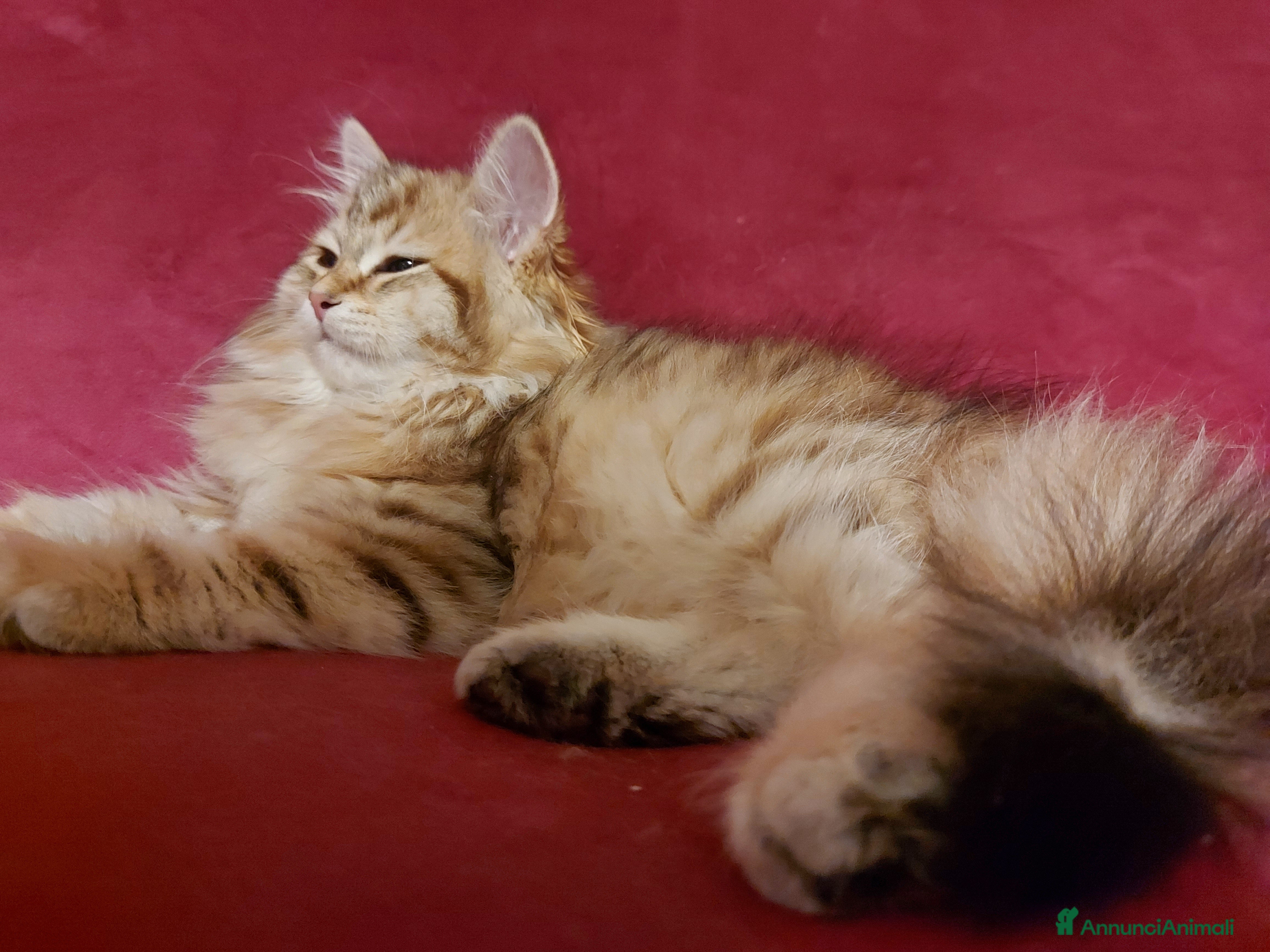 Siberiano gatti Cuccioli di gatto Siberiano Certificati  - Annuncio 2