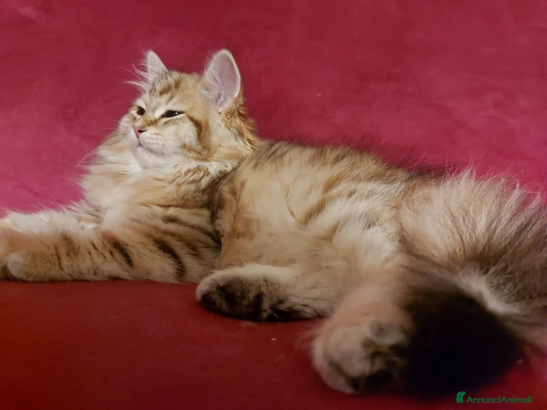 Siberiano gatti in vendita: Cuccioli di gatto Siberiano Certificati  - Annuncio 2