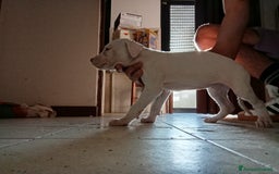 Pitbull cani in vendita: CUCCIOLI DI PITBULL a Provincia di Viterbo - Immagine 3