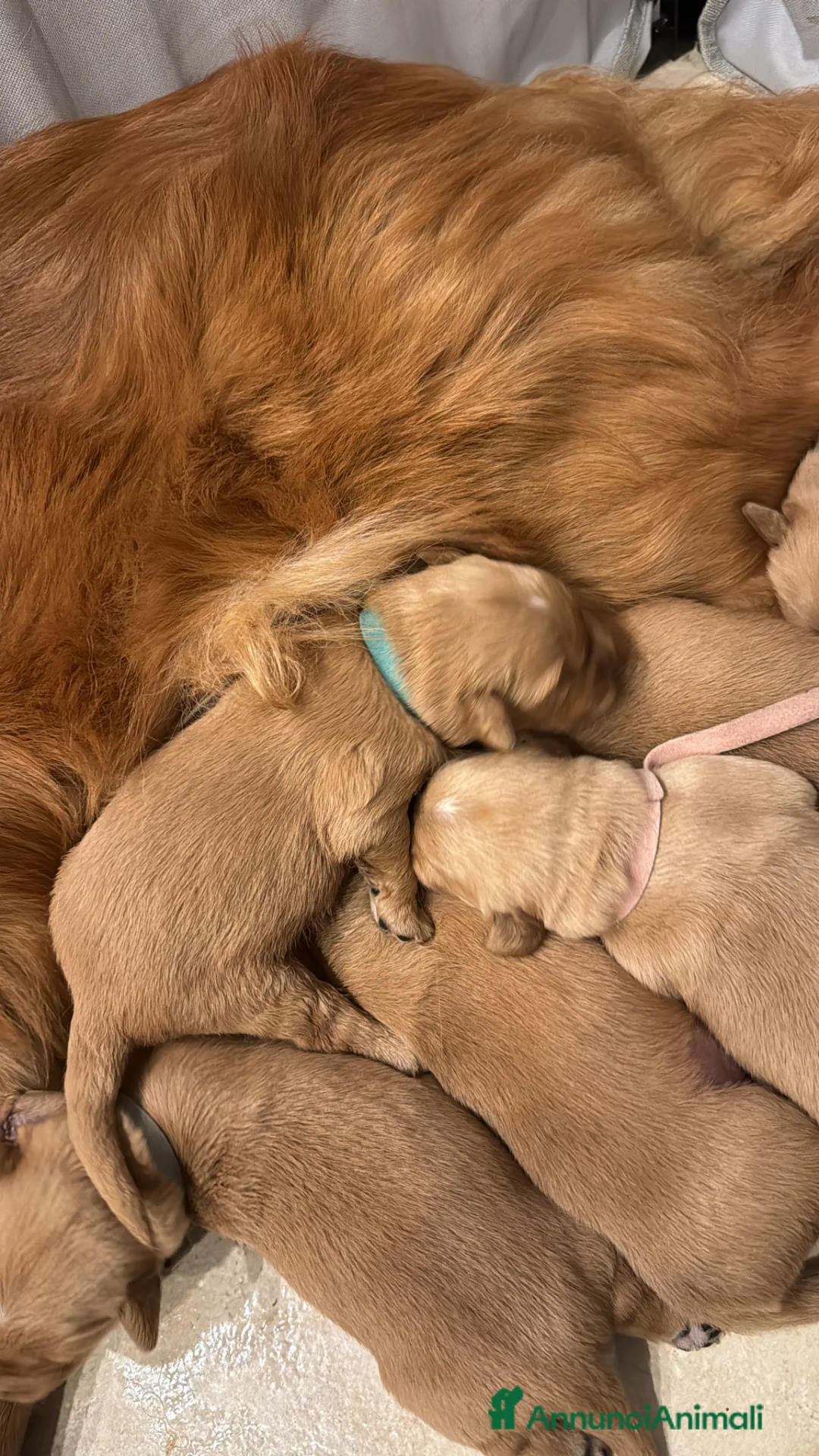 Golden Retriever cani in vendita: Disponibili ultimi cuccioli di Golden Retrieve  - Annuncio 2