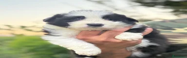 Border Collie 2