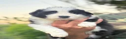 Border Collie cani in vendita: Cuccioli di border collie a Provincia di Pistoia - Annuncio 3