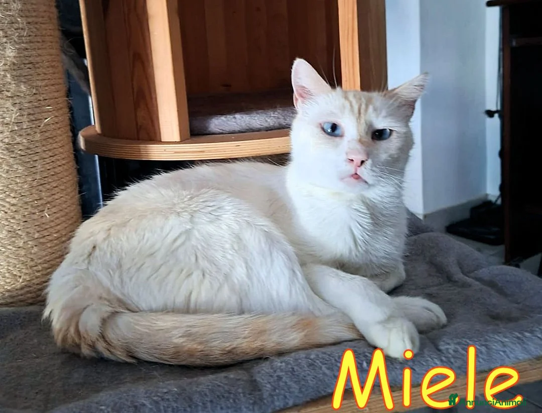 Europeo gatti in regalo: MIELE OGGI CERCA CASA PER SEMPRE - Annuncio 2