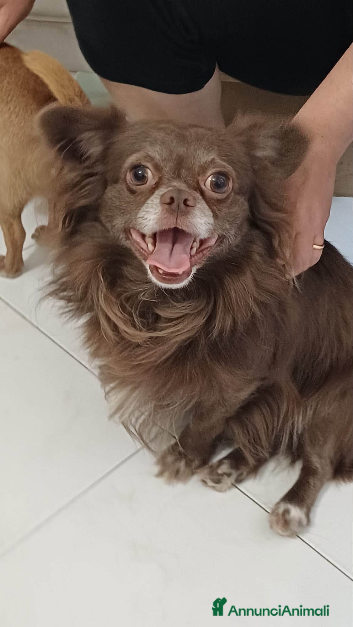Chihuahua cani in regalo: Rio, chiuhuahua in cerca di casa - Annuncio 2