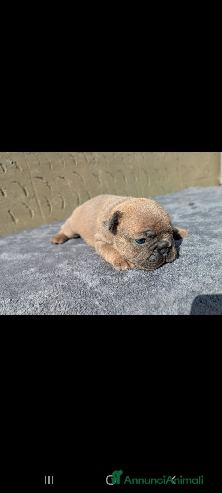Bulldog Francese cani Bulldog francesi merle e blu - Annuncio 3