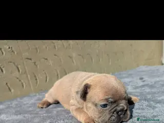 Bulldog Francese cani Bulldog francesi merle e blu - Annuncio 3