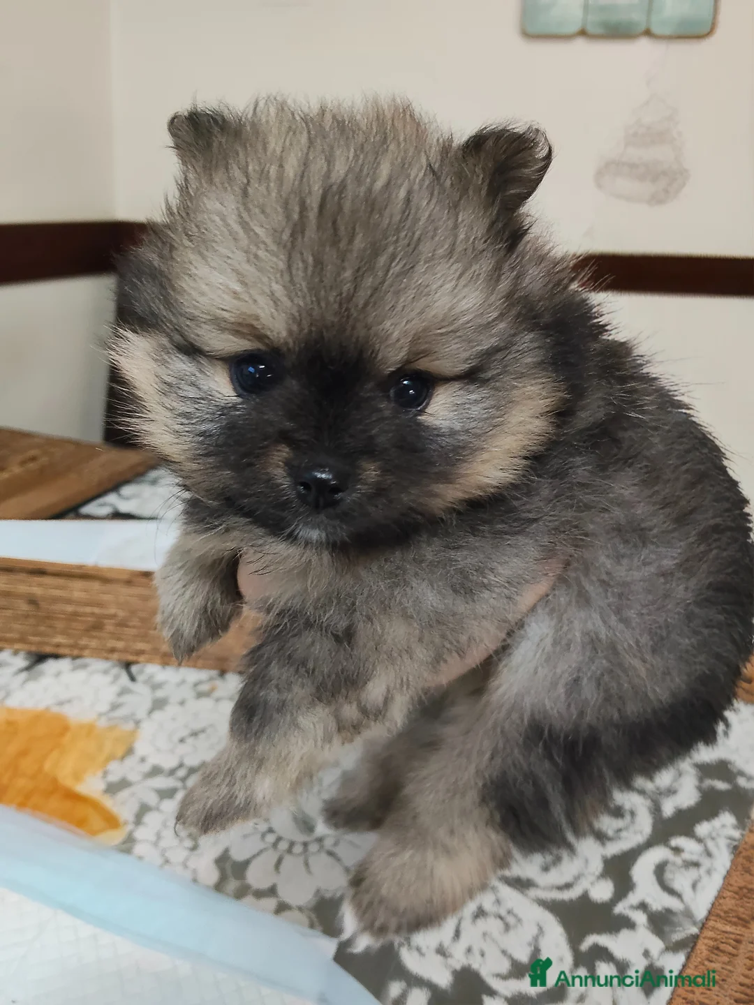 Spitz cani in vendita: Spitz femmina  a Città Metropolitana di Napoli - Annuncio 4