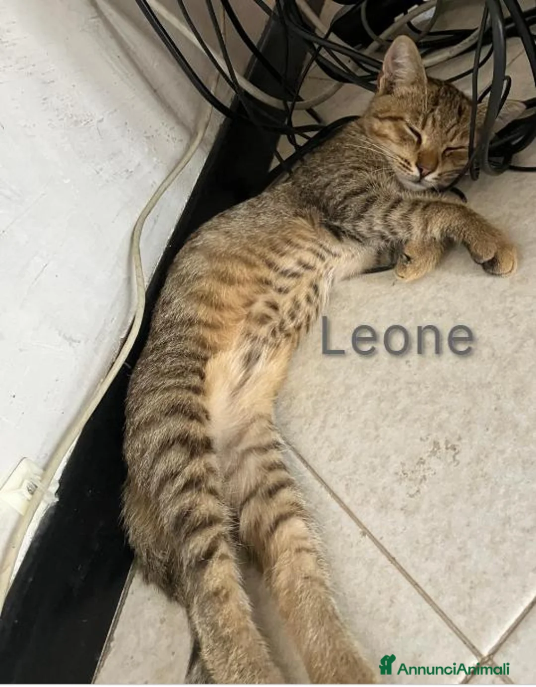 Meticcio gatti in regalo: Regalo gattino tigrato - Annuncio 2
