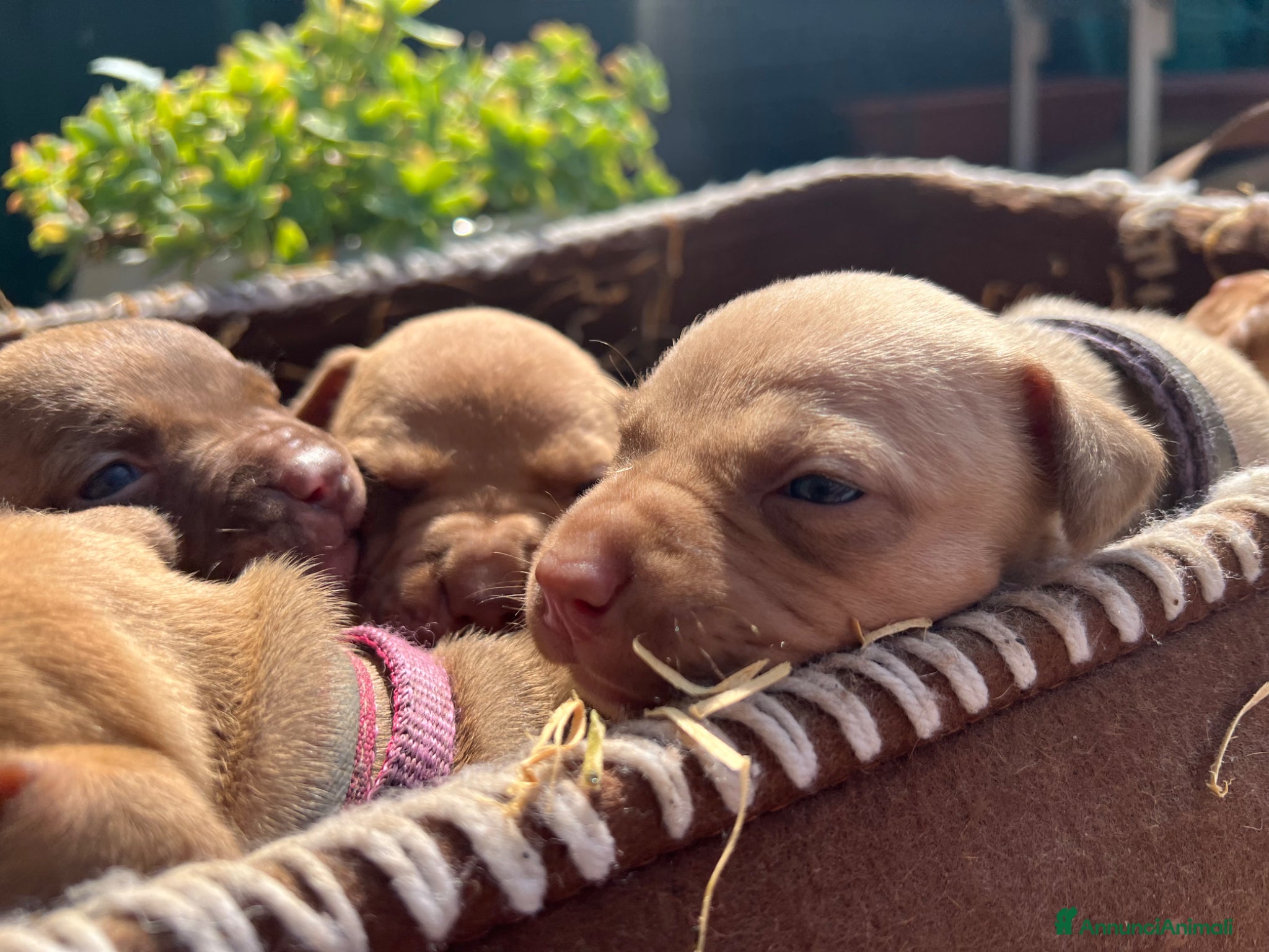 Pitbull cani in vendita: Ultime femmine Pitbull ukc  - Annuncio 16