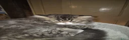 Persiano gatti in vendita: Bellissimo cucciolo di gatto persiano - Annuncio 5