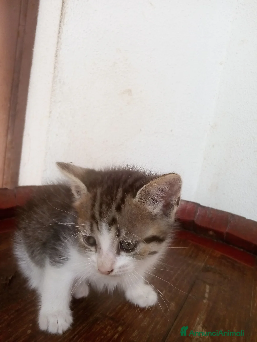 Altre razze gatti in regalo: Gattini per adozione a Provincia di Vibo Valentia - Annuncio 7