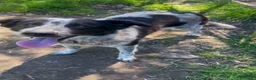 Meticcio cani in regalo: SERENA 🩷 una compagna di vita, non solo un cane a Provincia di Vicenza - Annuncio 2