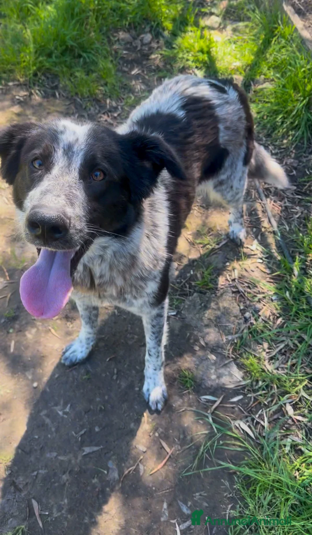 Meticcio cani in regalo: SERENA 🩷 una compagna di vita, non solo un cane a Provincia di Vicenza - Annuncio 2