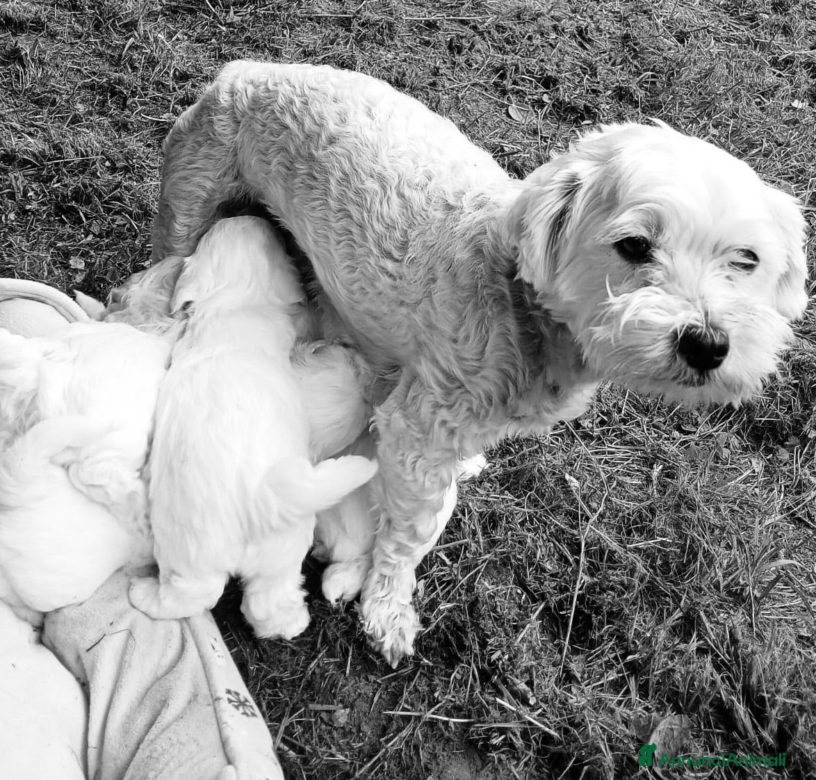Maltese cani Maltese - Annuncio 1