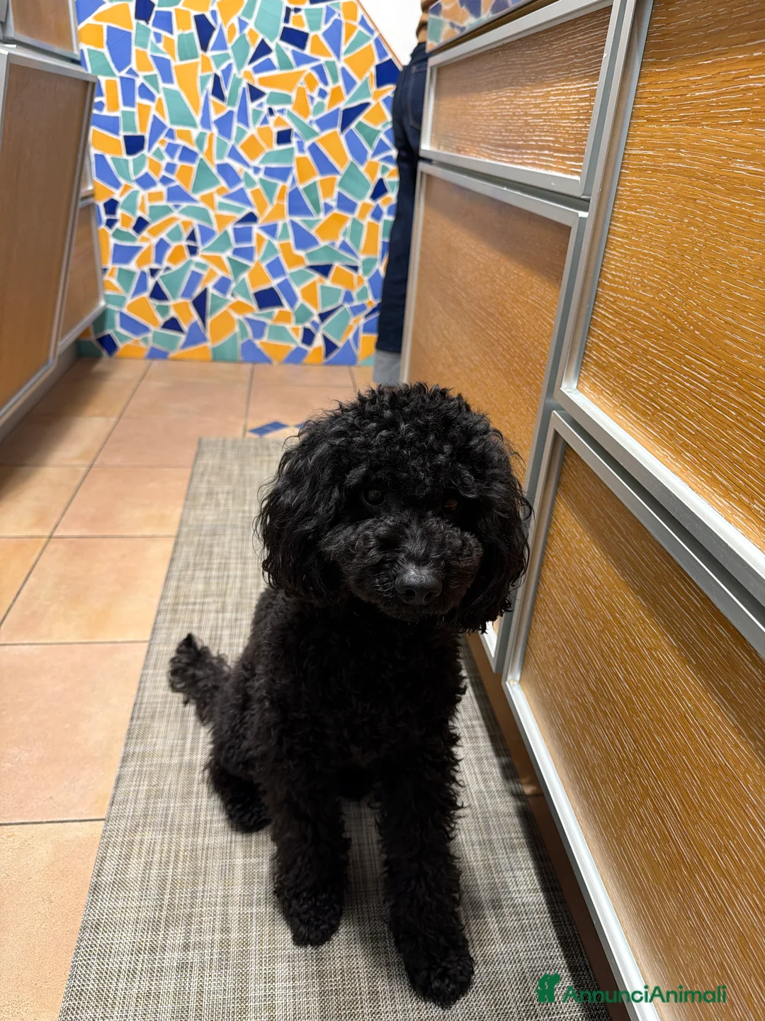 Barbone cani per accoppiamento: Barbone nano per accoppiamento  - Annuncio 3