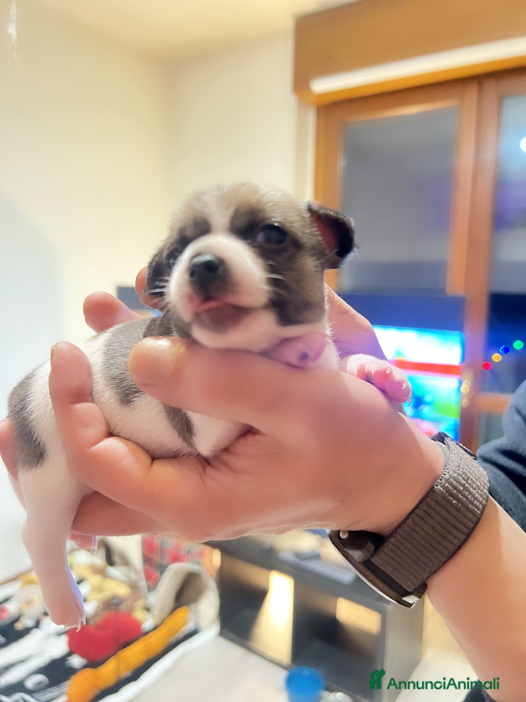 Chihuahua cani in vendita: Chihuahua - Annuncio 2