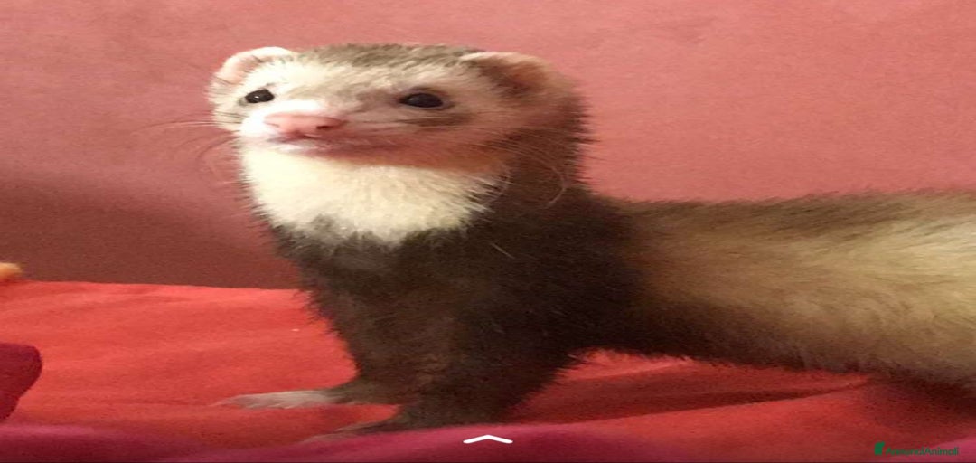 Immagine della galleria {{count}}