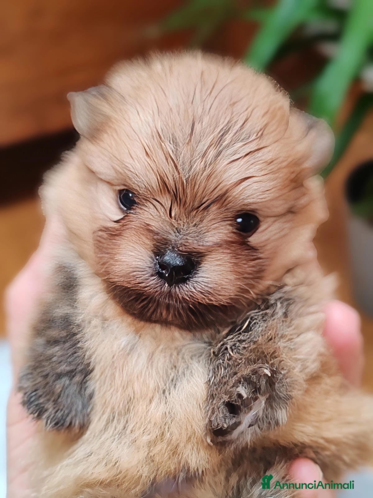 Spitz cani SPITZ POMERANIA CON PEDIGREE ENCI - Annuncio 16