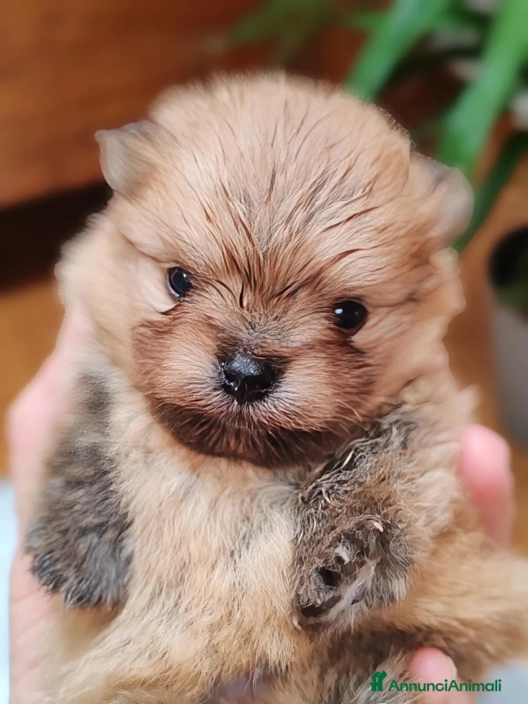 Spitz cani in vendita: SPITZ POMERANIA CON PEDIGREE ENCI - Annuncio 1