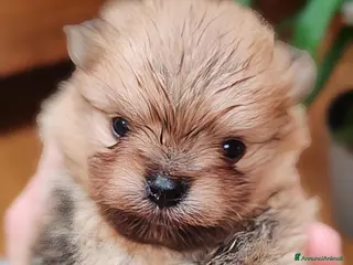 Spitz cani SPITZ POMERANIA CON PEDIGREE ENCI - Annuncio 20