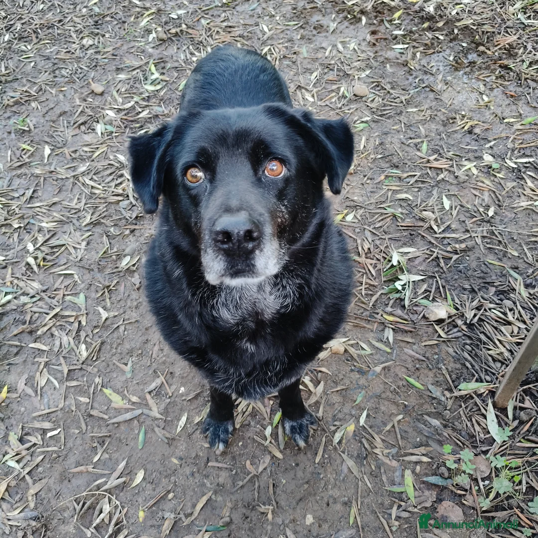 Meticcio cani in regalo: Bryan cerca casa 🏠 - Annuncio 2