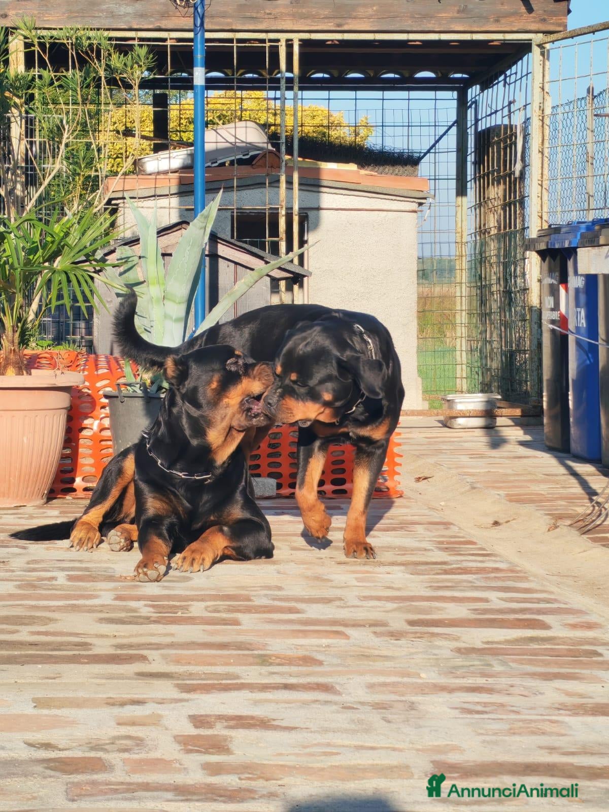 Rottweiler cani Rottweiler  - Annuncio 1