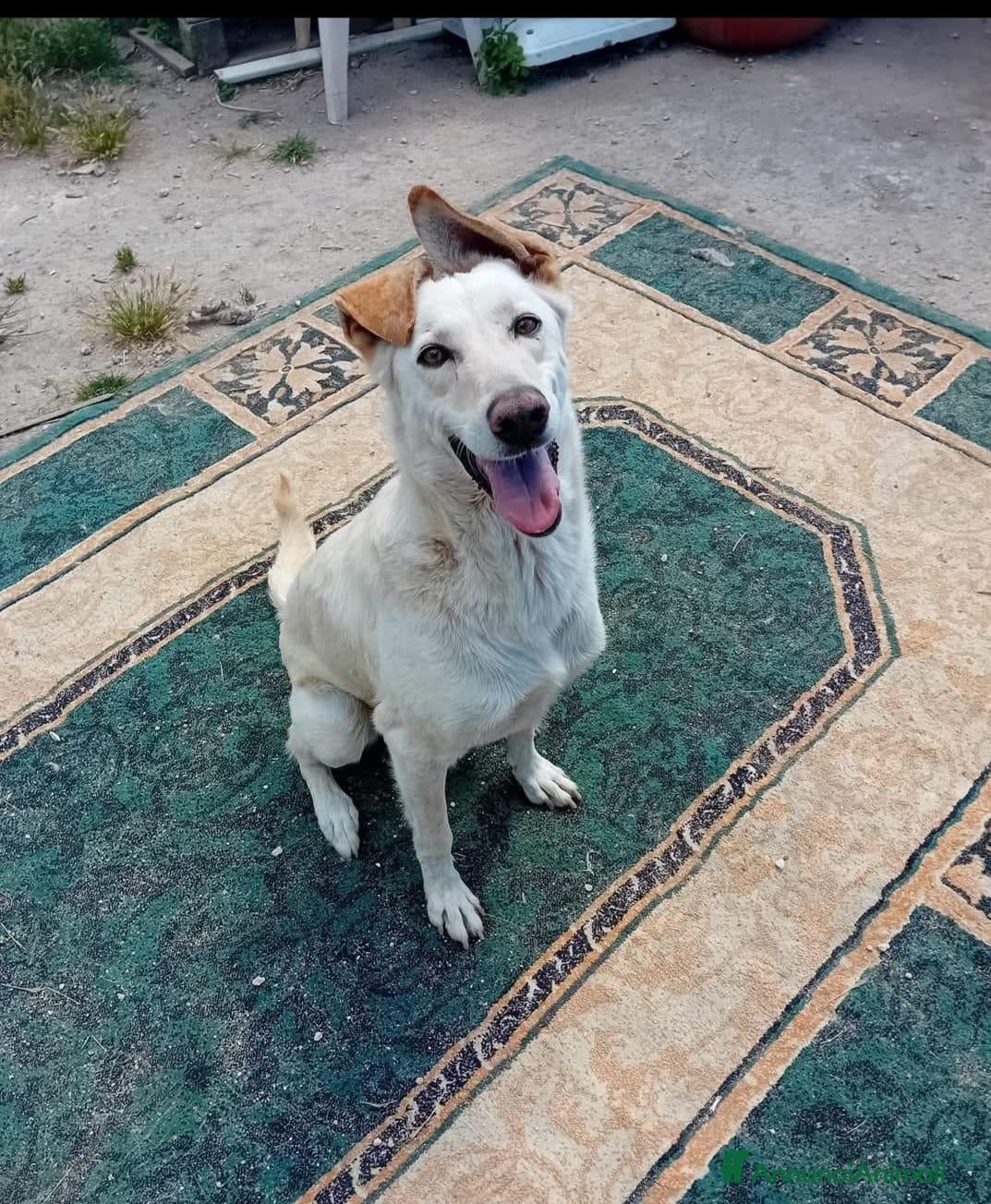 Meticcio cani SPRITZ - Annuncio 27