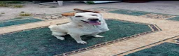 Meticcio cani in regalo: SPRITZ - Annuncio 1