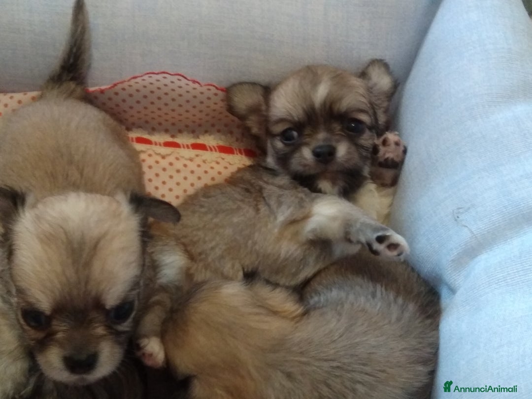 Chihuahua cani in vendita: Chihuahua maschio a pelo lungo con Pedegree Enci  - Annuncio 22