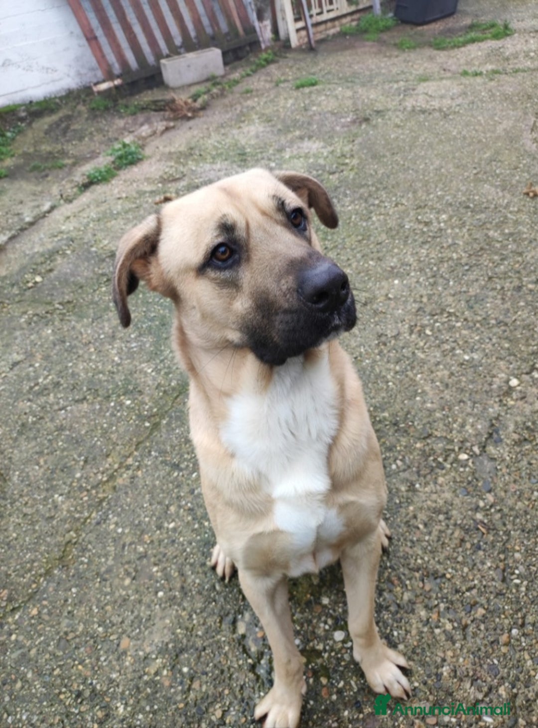 Meticcio cani in regalo: Cody 3/4anni salito cucciolo e rifiutato! MILAN9 - Annuncio 1